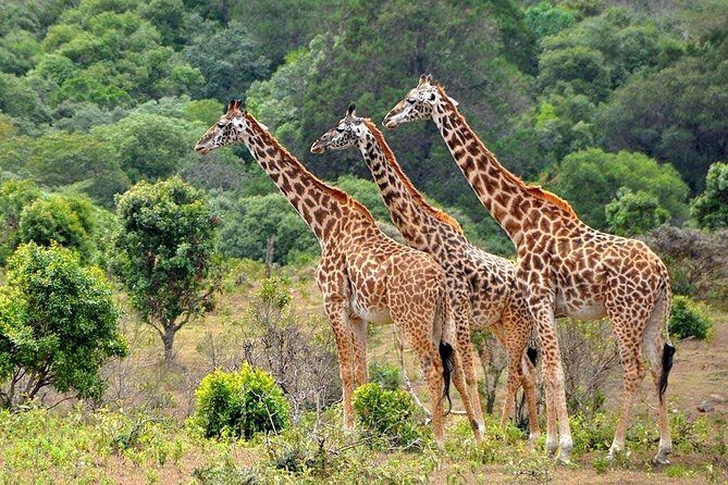 Latest Updates On The Top Best 3 day Serengeti Migration Safari - Price and Value: Is $770 Per Person a Good Deal?
