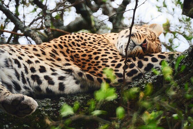 Latest Updates On The Top Best 3 day Serengeti Migration Safari - Day 1: Arusha to Serengeti National Park and Your First Full Day in Wildlife Country
