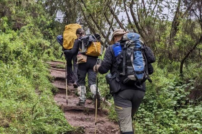 Lemosho Route 8 Days Kilimanjaro Climbing Tour - Day 1: Lemosho Gate rainforest to Mti Mkubwa Camp (easy start, real elevation lesson)