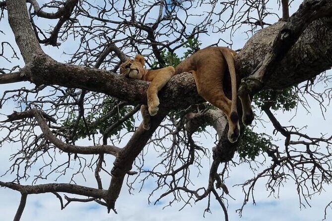 Leopard Luxury Safari in Tanzania - Day 1 in Arusha: easing in at Gran Melia