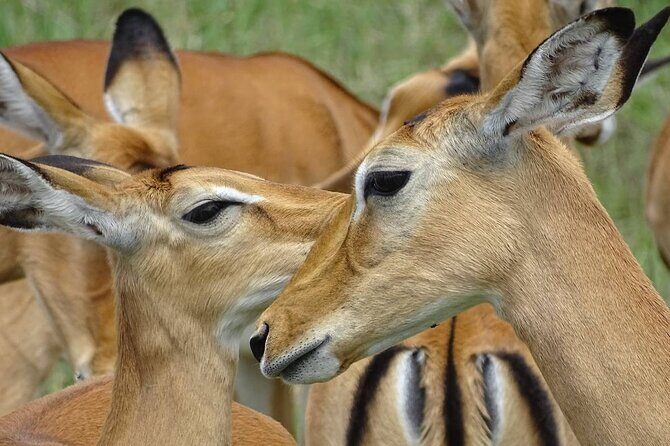 Leopard Luxury Safari in Tanzania - Day 4 Serengeti National Park: full-day game drive with picnic lunch and bushlunch