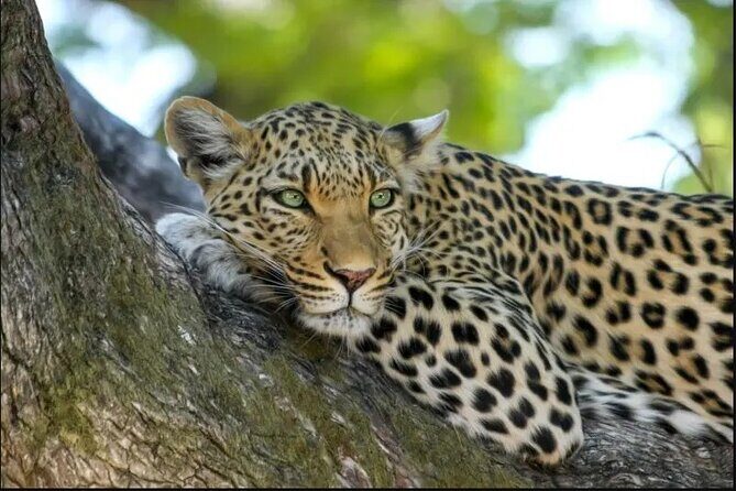 Leopard Luxury Safari in Tanzania - Day 5 Ngorongoro Conservation Area: crater drives for black rhinos and lion prides