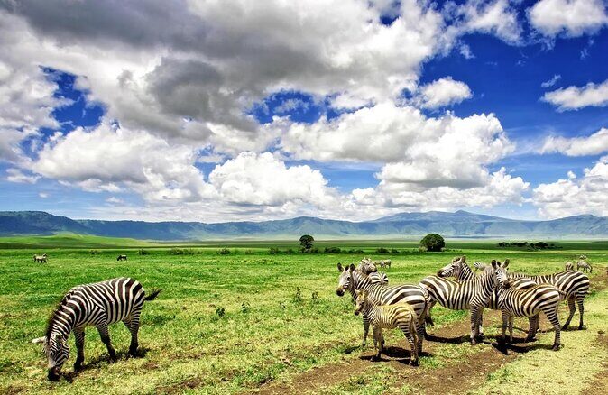 Living Among Lions - Serengeti National Park: Two Nights, One Not-Rushed Game-Drive Style