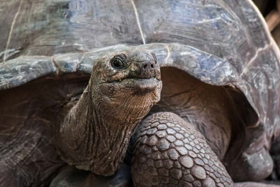 Lunch Break, Mnemba Tour, Swim with Turtles, Kendwa Beach - Prison Island giant land tortoises: the start that sets the tone