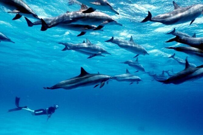 Luxury Tour to DOLPHINS, KUZA CAVE and THE ROCK RESTAURANT - Practical tips to make the day smoother