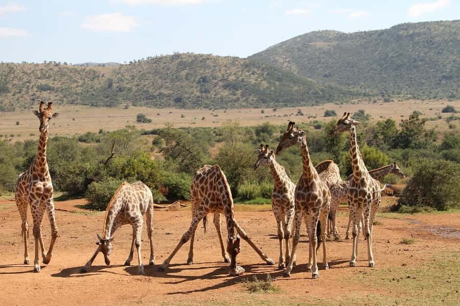 Maasai, Mikumi NP & Chizua Falls 3 Days From Dar es salaam - Electric Train Transfer to Morogoro: The Fast Track to Mikumi