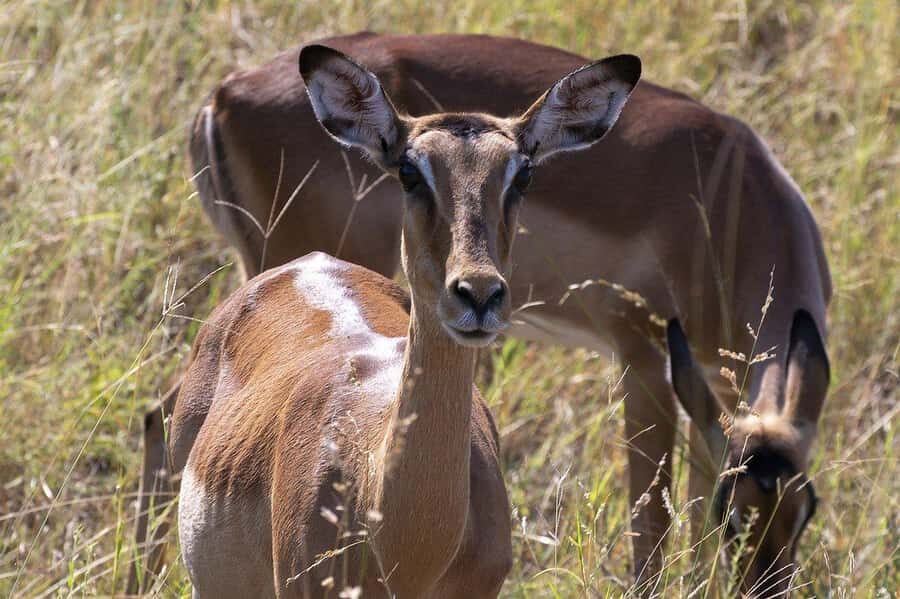 Maasai, Mikumi NP & Chizua Falls 3 Days From Dar es salaam - Price and Logistics: Does $475 Per Person Make Sense?