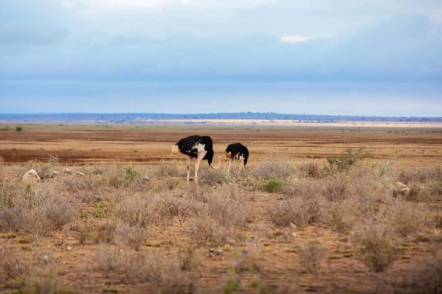 Maasai, Mikumi NP & Chizua Falls 3 Days From Dar es salaam - Who This 3-Day Mikumi and Chizua Trip Is For