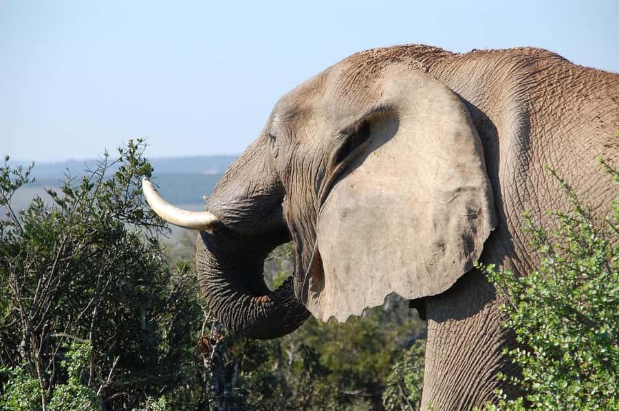 Maasai, Mikumi NP & Chizua Falls 3 Days From Dar es salaam - Mikumi National Park From 10AM: What the Open Jeep Really Gives You