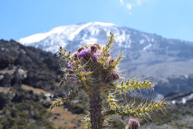 Machame Route 7 Days 6 Nights /Kilimanjaro Climb - Guides, food, and why camp support changes your odds