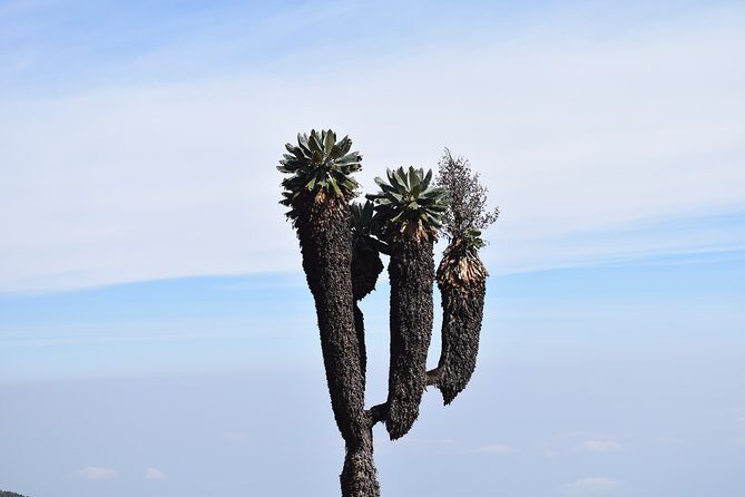 Machame Route 7 Days 6 Nights /Kilimanjaro Climb - The rhythm of the climb: how altitude changes the experience