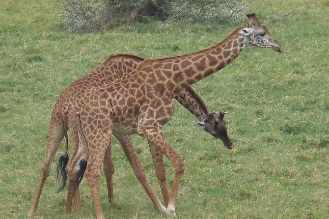 Manyara and Ngorongoro Crater - Arusha to the wild: what this 2-day safari feels like