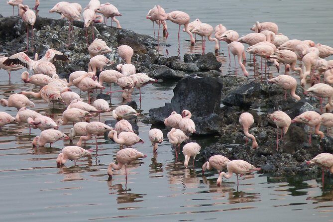 Manyara and Ngorongoro Crater - Guides and support: what the reviews hint at