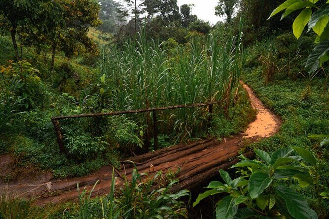 Materuni Waterfall Hike & Coffee Tour - Chaga coffee tour: grinding, roasting, sifting, and drinking