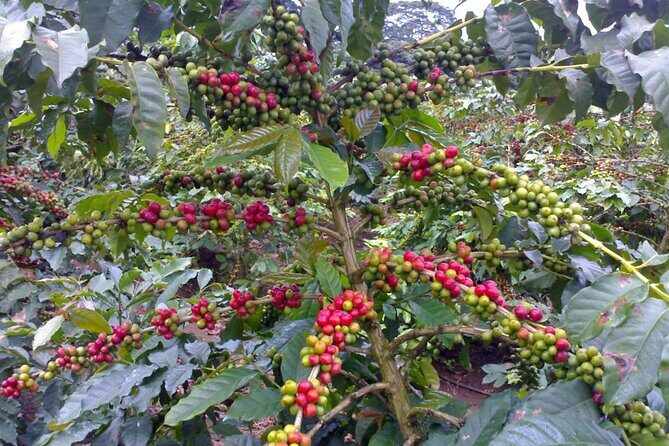 Materuni Waterfall Hike & Coffee Tour - How the day flows: timing, lunch, and the return to Arusha