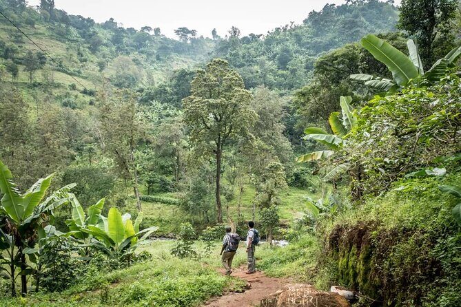 Materuni Waterfall Hike & Coffee Tour - The rainforest walk to Materuni Waterfalls: what to expect on the ground