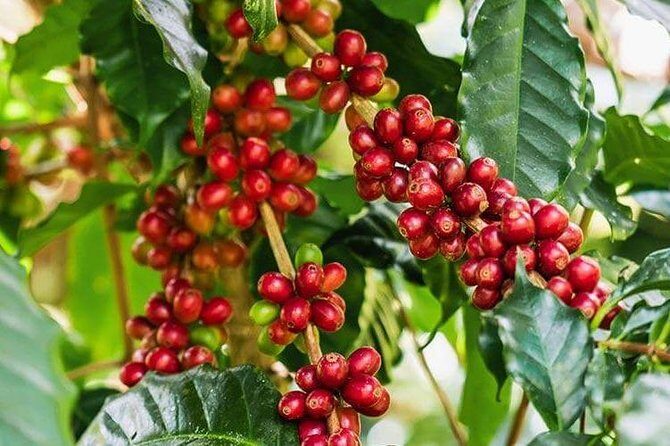 Materuni Waterfalls and Coffee Tour - Materuni Waterfalls and Coffee: What $85 actually buys you