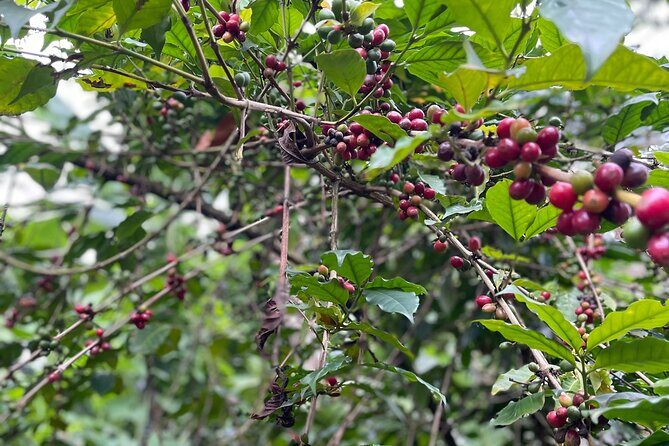 Materuni Waterfalls & Coffee Tour - Lunch of Tanzanian Dishes: A Real Reset After the Walk