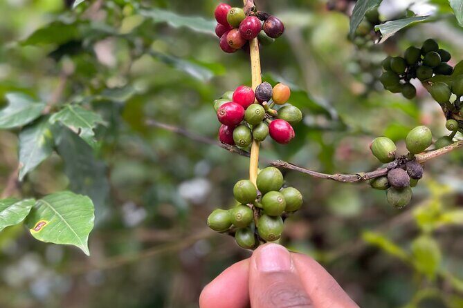 Materuni Waterfalls & Coffee Tour - Quick practical tips before you go