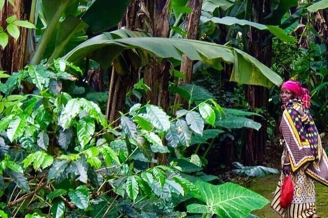 Materuni Waterfalls, Kikuletwa Chemka Hot springs, Coffee tour - Why This Day Trip Works So Well for Arusha Visitors