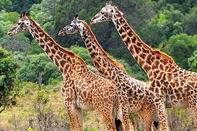 Mikumi National Park 2 Days/ 1 Night - Key Highlights You’ll Actually Care About
