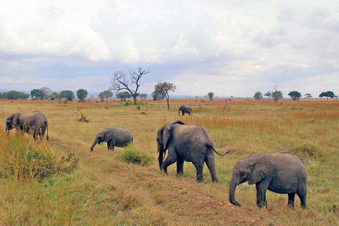 Mikumi National Park 2 Days/ 1 Night - Mikumi in Two Days: Why This Short Safari Works