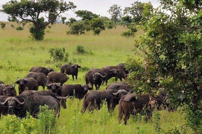 Mikumi National Park 2 Days/ 1 Night - Day 2: Morning Drive in Mikumi, Then Mkata Floodplain and the Return
