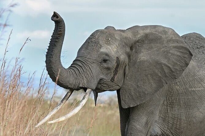 Mikumi National Park 3 Day Tour - Key highlights to know before you go