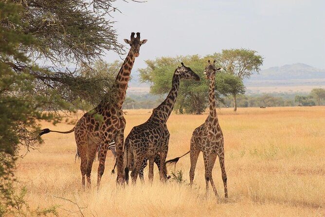 Mikumi National Park 3 Day Tour - Day 3: Snake park, crocodiles, and an optional Maasai village visit