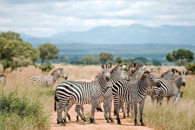 Mikumi National Park 3 Day Tour - Price and value: Is $750 per person fair for this itinerary?