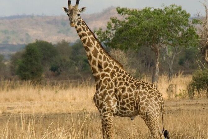 Mikumi National Park 3 Day Tour - Service quality: What’s been great, and what you should double-check