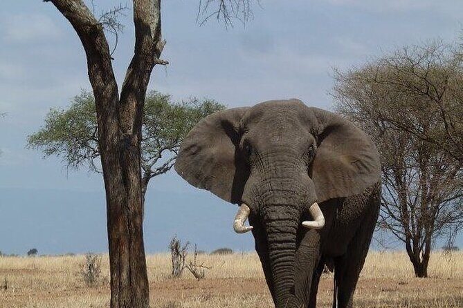 Mikumi National Park 3 Day Tour - The drive from Dar es Salaam (and what to expect on day 1)