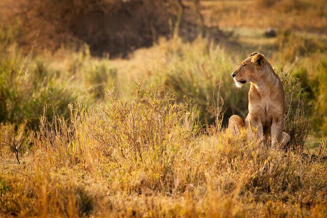 MIKUMI NATIONAL PARK - 3 Days - Key Things I’d Watch for on This 3-Day Mikumi Trip
