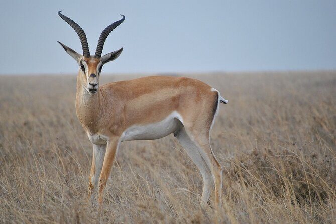 Mikumi National Park Day Trip by Train From Dar Es Salaam - Getting to the park: why the 5:00 am start is part of the deal