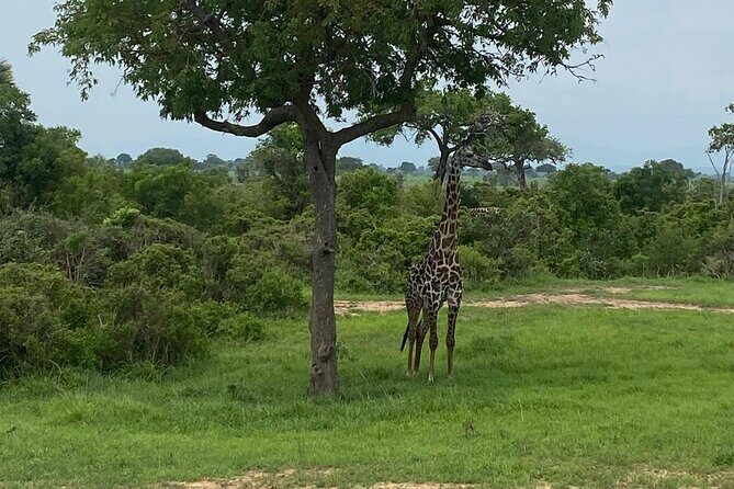 Mikumi National Park Day Trip by Train From Dar Es Salaam - Lunch inside the safari flow: the underrated part of the day