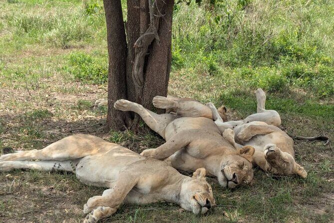 Mikumi National Park Day Trip by Train From Dar Es Salaam - Who should book this Mikumi day trip by train