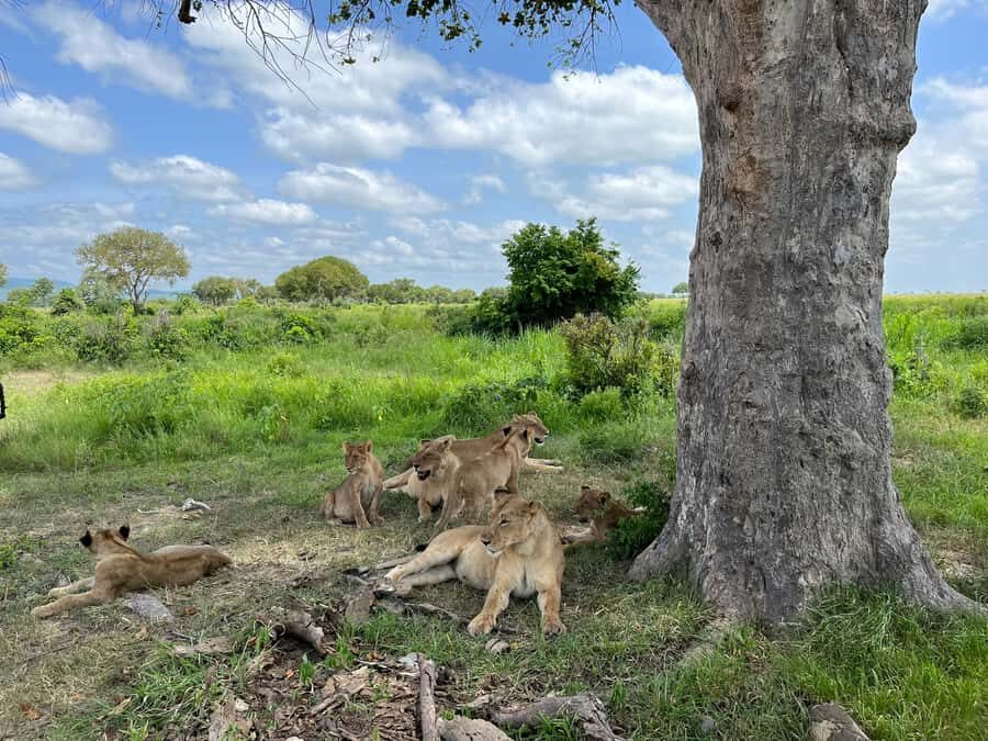 Mikumi National Park Day Visit - Key things that matter most on this Mikumi day visit