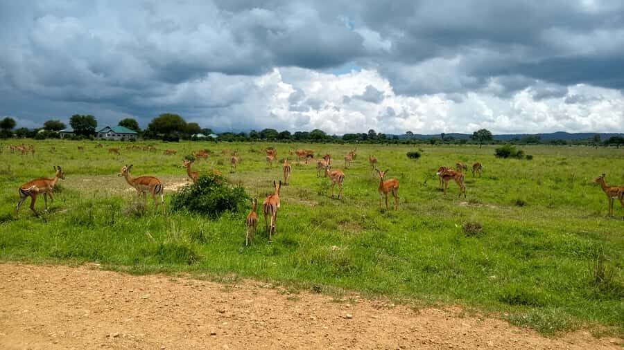 Mikumi National Park Day Visit - Flying from Zanzibar to Mikumi: How the schedule works in your favor