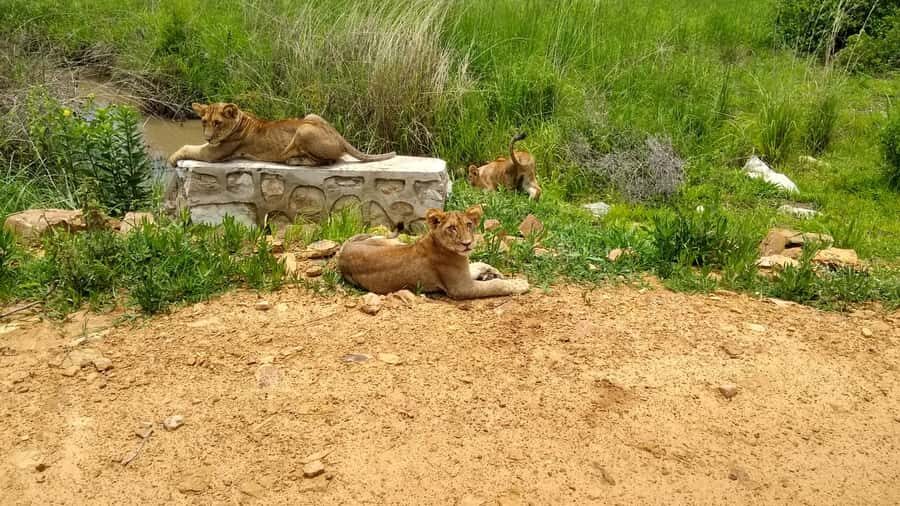 Mikumi National Park Day Visit - What you can expect to see in Mikumi’s grasslands (and why it’s believable)