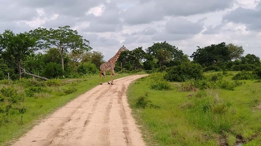 Mikumi National Park Day Visit - The game drive pacing: how you’ll spend your day from 8:30 to afternoon