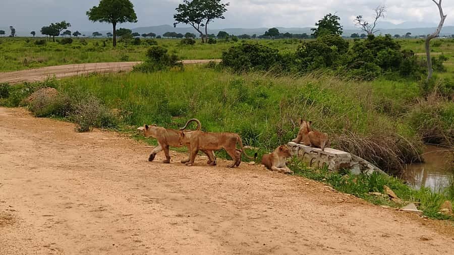 Mikumi National Park Day Visit - Lunch buffet: a real break that doesn’t derail your safari