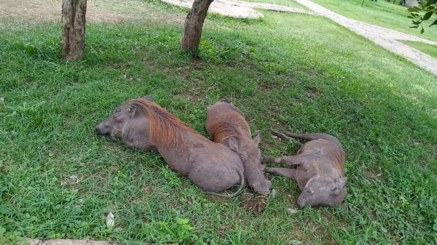 Mikumi National Park Day Visit - Returning to Zanzibar: why the afternoon plan feels tight