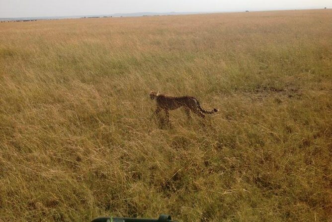 Mikumi national park full day tour from Dar es sallam - Mikumi National Park from Dar: a safari that’s doable in one day