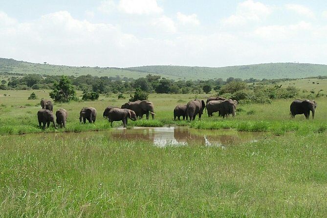 Mikumi national park full day tour from Dar es sallam - Lunch break: the refuel point that keeps you sane