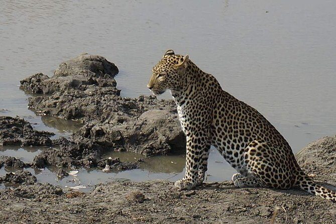Mikumi National Park in a Day - A Day Tour from Morogoro - Entrance fees, no gate surprises: why that detail matters