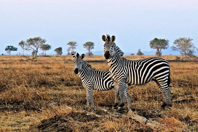 Mikumi National Park & Udzungwa Water Falls 3 Days Group Tour - Udzungwa Waterfalls: What to Expect Beyond the Falls
