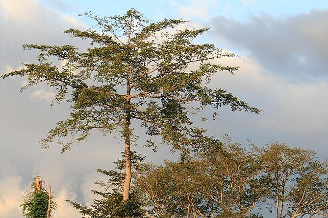 Mikumi National Park & Udzungwa Water Falls 3 Days Group Tour - Day 3 Return to Dar es Salaam: Maasai Village or Snake Park Add-On