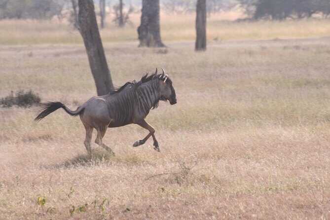 Mikumi National Park & Udzungwa Water Falls 3 Days Group Tour - Who Should Book This Tour (And Who Might Prefer a Different Style)
