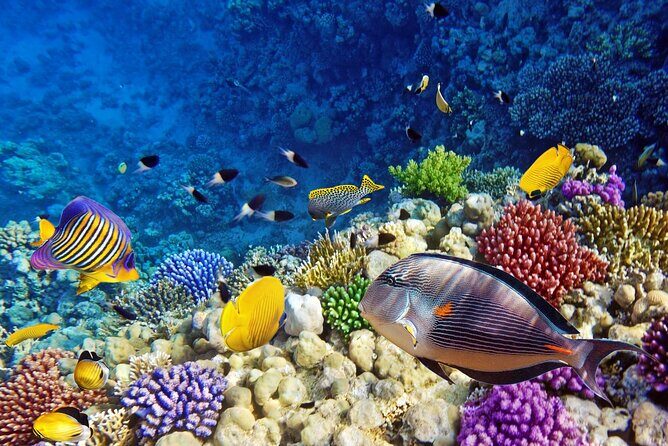 Mnemba Dolphin Tour, Clear Kayak, Cooking Class, Horse Riding - Mnemba Island snorkeling: best views, calm pace, and provided gear