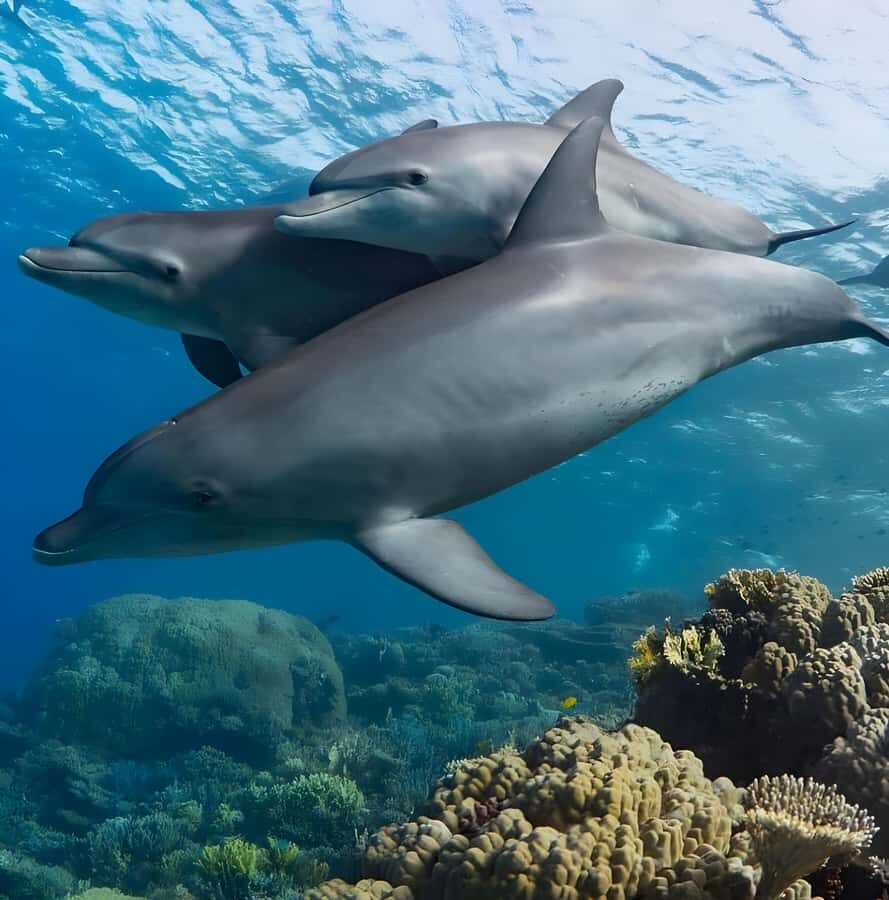 Mnemba Island: Dolphin Swim & Snorkeling with Optional Lunch - Pickup, meeting points, and how to avoid the little stress traps